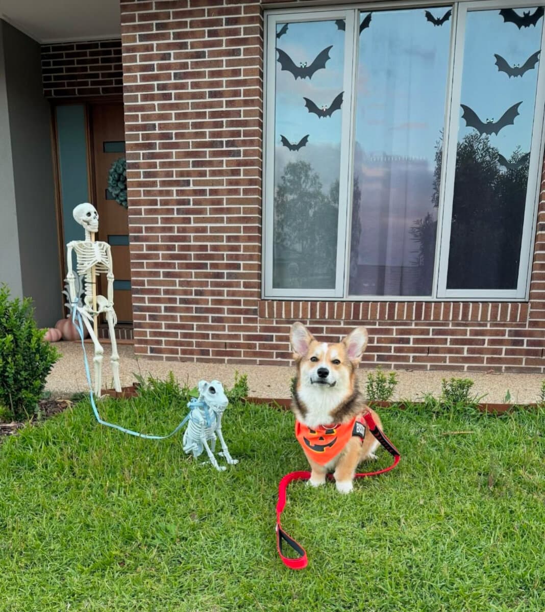 Biscuit's first Halloween