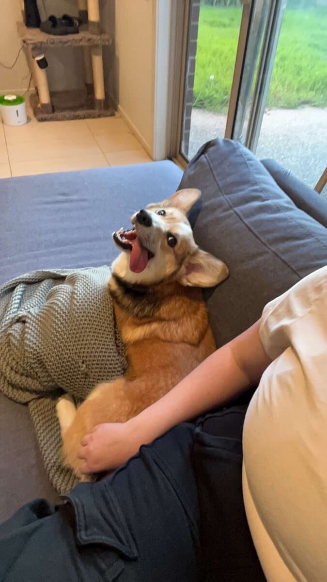 Welcome home Biscuit