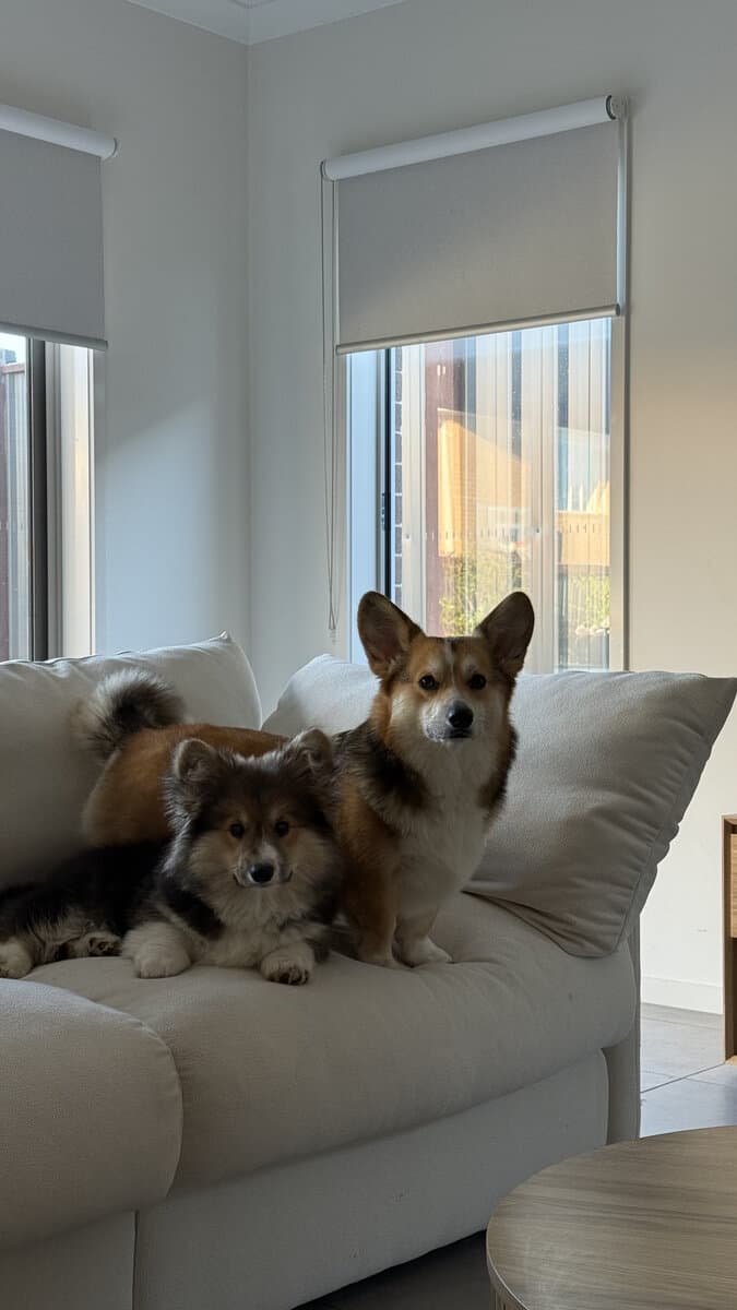 Welcome home Toastie